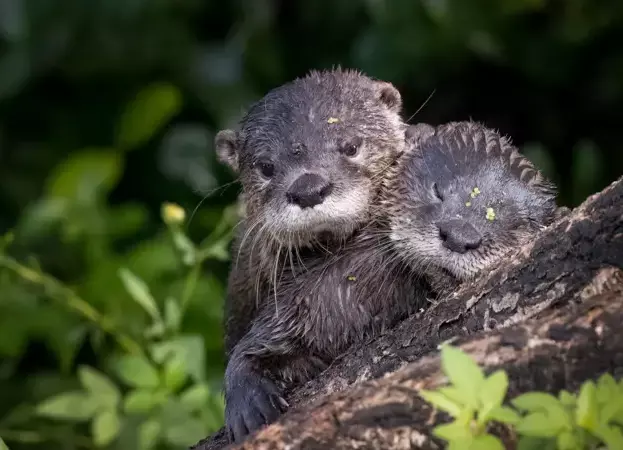 5 maneras comprobadas para revertir la pérdida de la biodiversidad