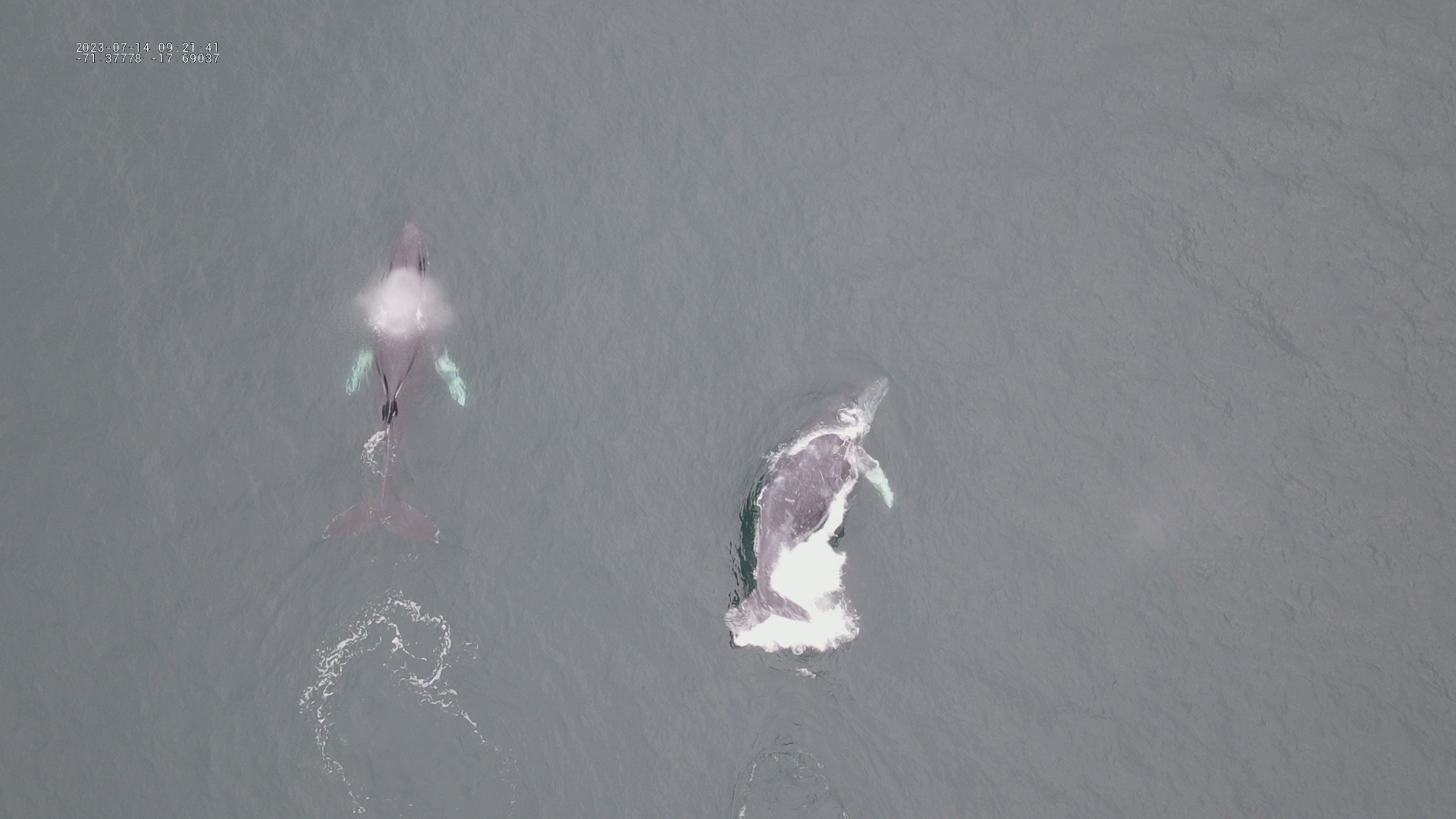 Ballenas Reserva Nacional de Islas Islotes y Puentas Guaneras Victor Adriazen Sernanp 4 0b69e