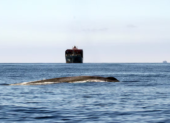 Los puntos negros del mar: los barcos más grandes del mundo...