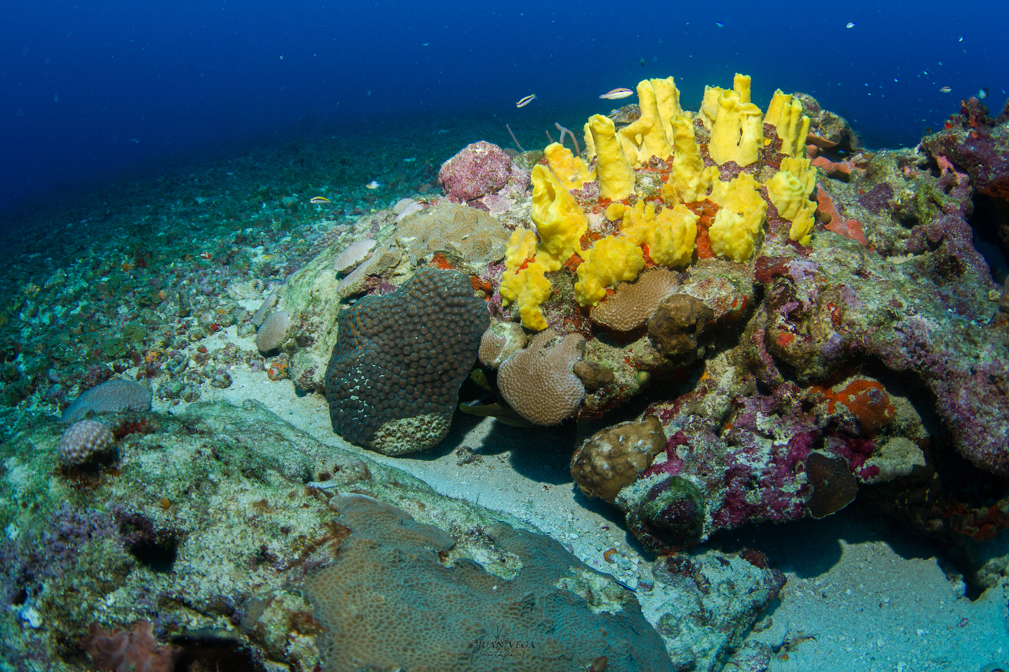 buceo Deivis Seguro Parque Nacional Natural Corales de Profundidad 44520