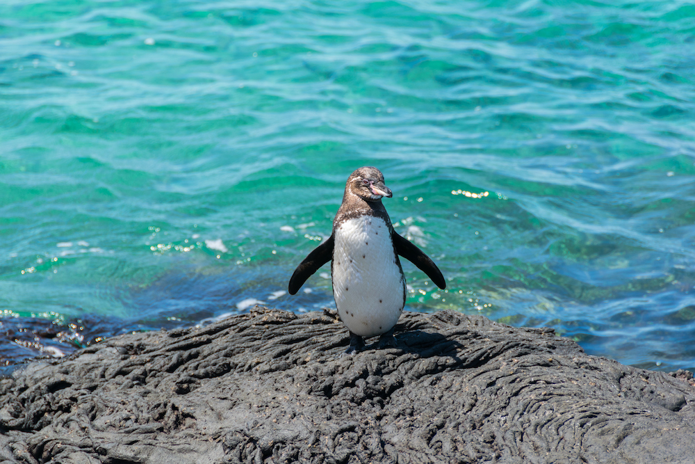 conservacion aves galapagos biodiversidad 19 e6d98