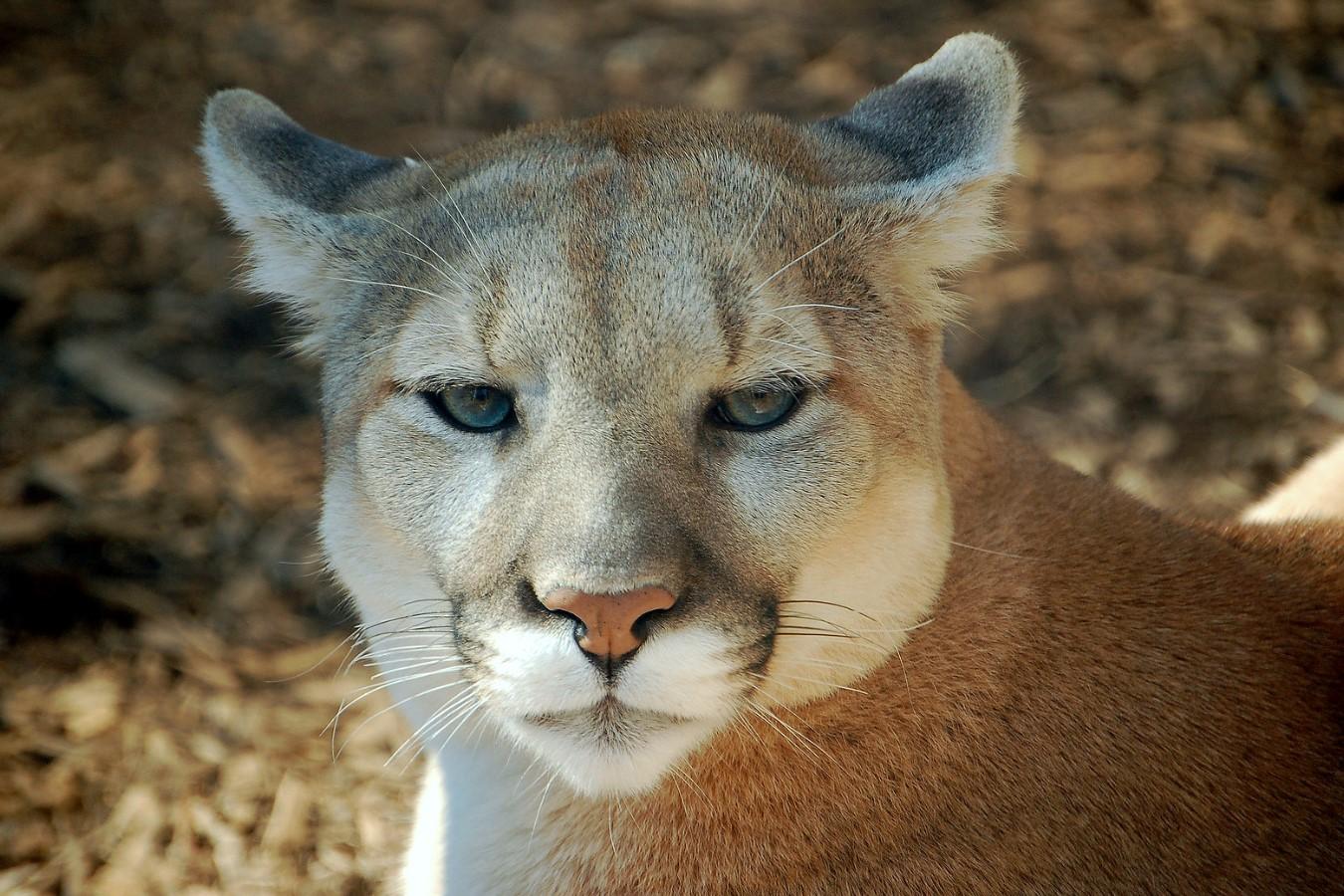 por que esta el puma en peligro de extincion 3996 orig 2ac3a