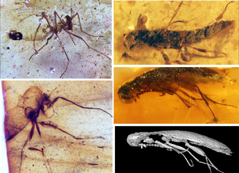 Descubren los primeros insectos fósiles preservados en ámbar del...