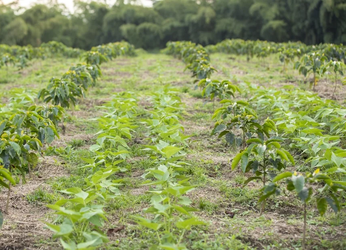 Agricultura digital como respuesta a los desafíos del cambio...