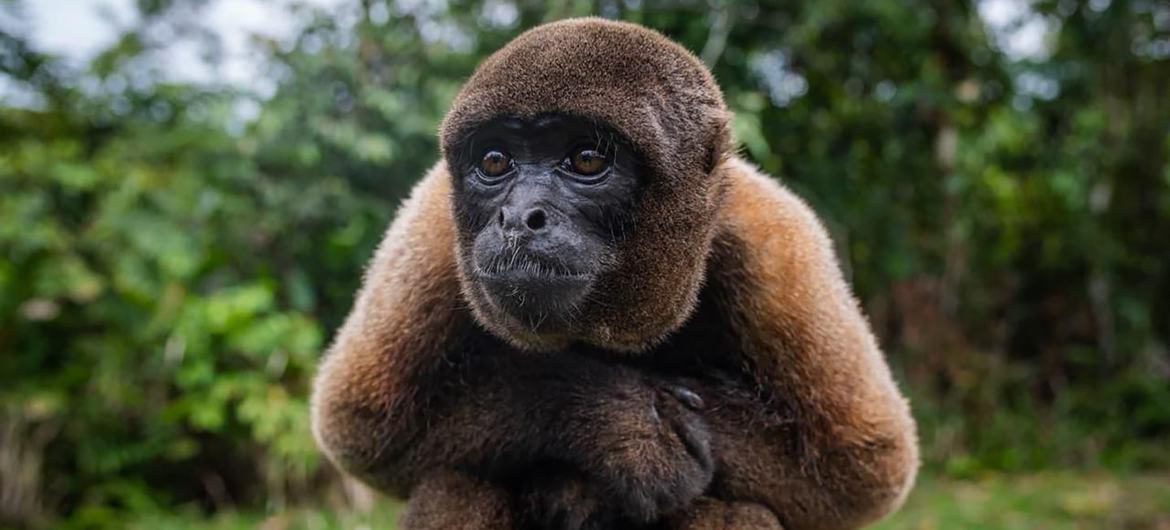 Macaco aada1