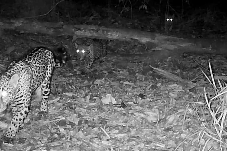 Portada Jaguares2 768x512 ec0dd