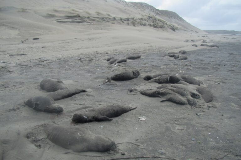 elefantes marinos afectados por gripe aviar octubre 2023 credito Ralph Vanstreels 768x512 ecc97