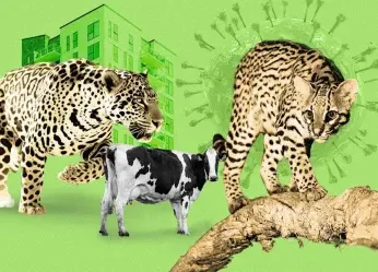 EL CONTAGIO INVISIBLE QUE PONE EN RIESGO A LOS GRANDES FELINOS DE...