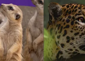 BIOPARQUE UKUMARÍ PIDE AYUDA PARA SALVAR A SUS ANIMALES TRAS...