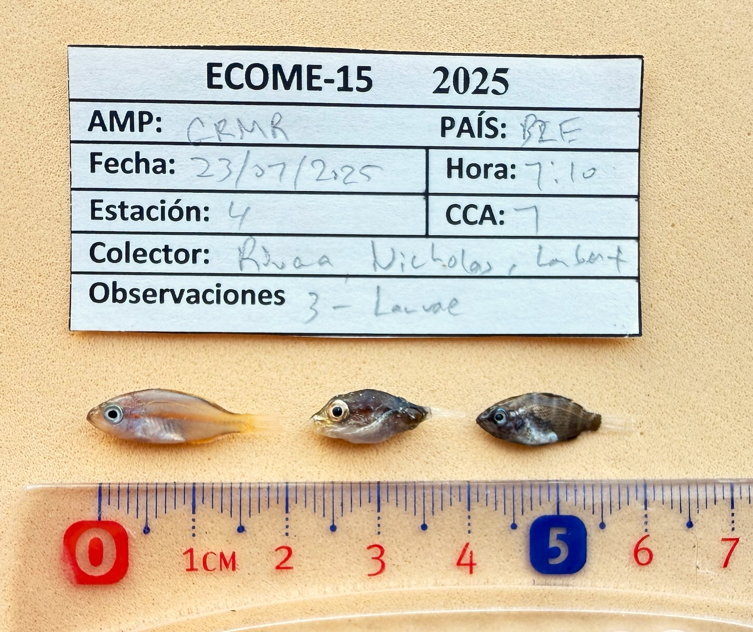 Foto Kevin Rivera ECO 15 GRMR Belice b5450