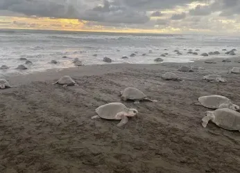 Las tortugas marinas están en riesgo. Aquí hay una estrategia para...