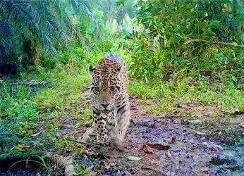 El jaguar del Magdalena Medio reaparece: cámaras captan a...