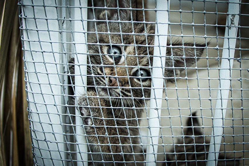 Mexico 13 linces bebes crecen en la reserva Foto Lizeth Ovando 859a4