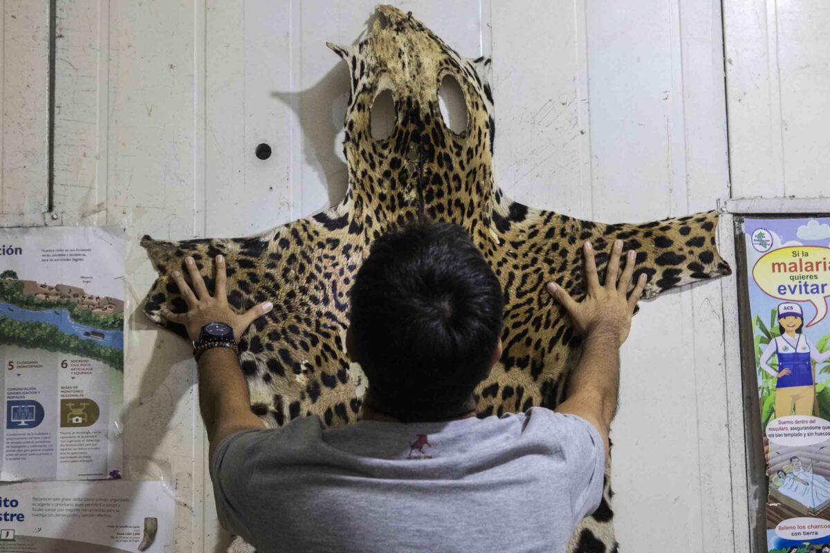 Peru 3 Subgerencia de gestion de fauna silvestre en Loreto productos hechos con partes de jaguar Foto Max Cabello 1200x800 aace5
