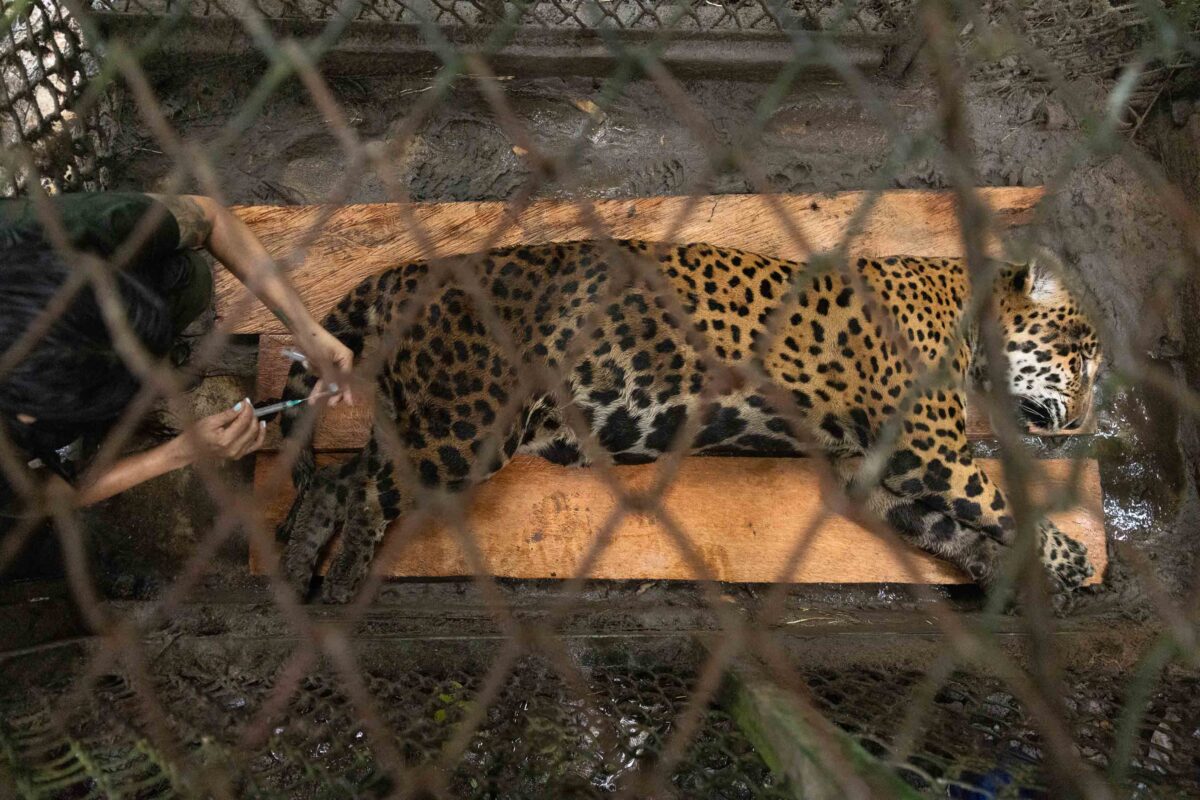 Peru 8 Prince chequeo veterinario Pilpintuwasi Foto Marlon del Aguila 1200x800 3583a