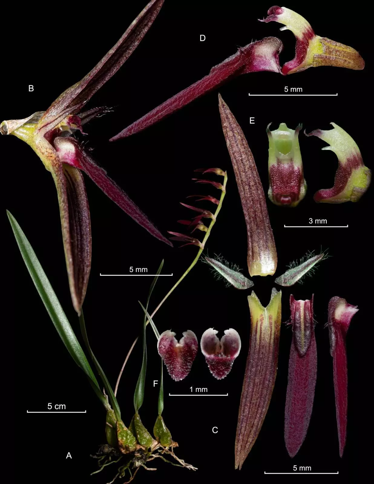 Orquidea fb219