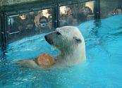 Winner, el oso polar que murió en cautiverio por el calor porteño y abrió las jaulas para la libertad de otros animales
