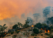 Estos son los devastadores efectos del cambio climático en la biodiversidad