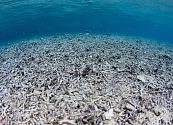 La acidificación de los océanos es más severa de lo que se creía