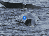 Cancelada la temporada de caza de ballenas en Islandia por segundo año consecutivo