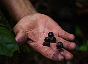 Putumayo: territorio clave para la bioeconomía y la sostenibilidad