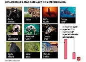 De cara a la COP16, estas son las 10 especies en peligro de extinción en Colombia