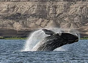 La extraordinaria longevidad de las ballenas barbadas no es una excepción sino la norma: pueden vivir 150 años