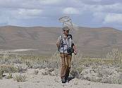 Pelea de invasores: descubren escarabajo invasor en Bolivia que ataca a eucaliptos