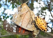 La cordillera de Los Andes, una barrera selectiva que revela secretos de la biodiversidad tropical, según estudio