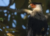 BANCO DE HÁBITAT: MÁS DE $7.300 MILLONES DE COMPENSACIÓN AMBIENTAL INVERTIDOS EN 205 HECTÁREAS PARA PROTEGER LA FAUNA Y FLORA DE LOS LLANOS