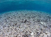 La acidificación de los océanos es más severa de lo que se creía