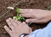 Desechos orgánicos de Parque Arboleda Centro Comercial, a la producción de alimentos con compost en comunidades y escuelas rurales de Risaralda