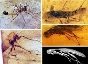 Descubren los primeros insectos fósiles preservados en ámbar del Cretácico de Suramérica