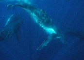 La historia de la caza de ballenas y de la comisión ballenera internacional