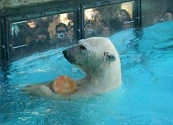 Winner, el oso polar que murió en cautiverio por el calor porteño y abrió las jaulas para la libertad de otros animales
