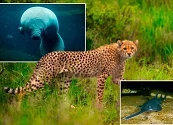 Especies en peligro: el futuro incierto Especies en peligro: el futuro incierto