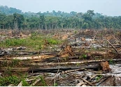Día Internacional de los Bosques, un llamado a la protección de la Amazonia colombiana