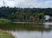 4.300 m² de una planta invasora, el equivalente a tres piscinas olímpicas, fueron retirados del humedal el manantial en Tocancipá