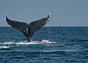 94 rescates exitosos en 20 años: la organización mexicana que salva ballenas atrapadas en redes