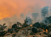 Estos son los devastadores efectos del cambio climático en la biodiversidad