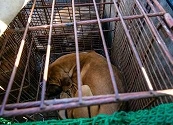 Corea del Sur aprueba un proyecto de ley para prohibir el consumo de carne de perro