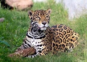 Día Internacional del Jaguar: ¿Cómo protegen al felino más grande de América frente a la deforestación, minería y caza ilegal?