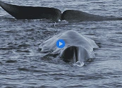 Cancelada la temporada de caza de ballenas en Islandia por segundo año consecutivo