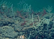 La Real Academia de Ciencias pide mejorar el conocimiento de los fondos marinos antes de iniciar proyectos mineros
