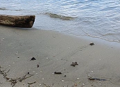 Una alianza por la conservación de las tortugas marinas en las playas de San Onofre
