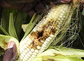 Cultivos sanos, alimentos seguros: la bioseguridad vegetal empieza antes de que la comida llegue a la mesa