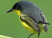 Escuchar el canto de los pájaros reduce el estrés y mejora la salud mental, según la ciencia