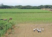 Riopaila Castilla produce energía verde que abastece  más de 80 mil colombianos