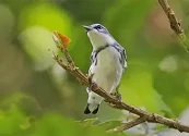 Día Mundial de las Aves Migratorias: cada observación cuenta y la ciencia ciudadana es un pilar de la conservación